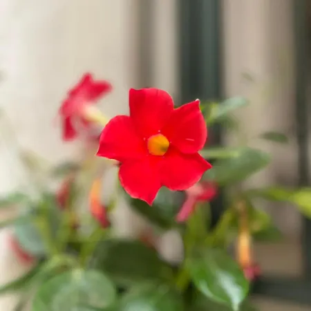 La Casa Di Marge Lejlighed Sanremo